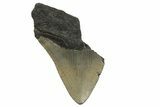 Bargain, Fossil Megalodon Tooth - Serrated Blade #296426-1